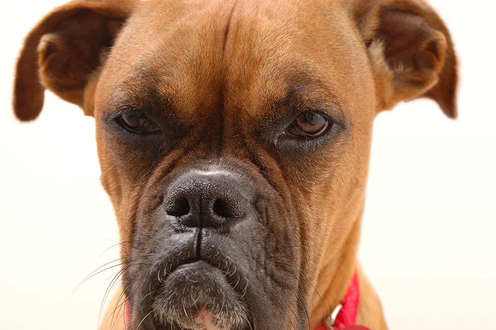 DOG BITES CLAIMS SOAR